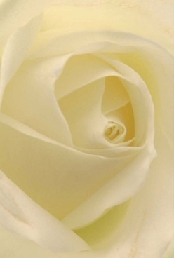 This close-up of a classic rose, its petals swirling together in soft, creamy shades of white and lemon, tells a story that feels intimately Northolt. The rose's texture is so lush and velvety, you can almost imagine pressing your fingertips against cool, fresh petals just arranged by a seasoned florist familiar with Northala Fields' morning calm. The lighting is gentle, diffused, as though filtered through soft clouds above Mandeville Road, lending the bloom a tranquil, elegant air. Layers of petals form a perfect spiral, their edges whisper-thin, casting subtle shadows that add depth to the rose's heart. The overall impression is one of quiet celebration-a flower that might grace an anniversary table, mark the beginning of a new chapter, or convey sincerest sympathy from a local family. The gentle scent lingering near the rose suggests peace and comfort. Each subtle gradation in hue and shadow captures the meticulous care and artistry poured into everyday bouquets by Northolt's own florists, making every delivery a heartfelt gesture within our shared community.